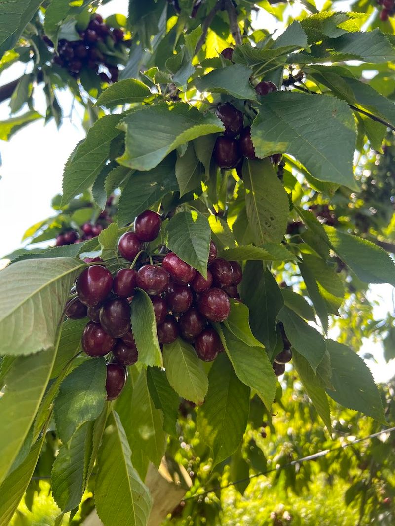Pick-Your-Own Fruit Is The Heart Of The Experience Pick-Your-Own Fruit Is The Heart Of The Experience