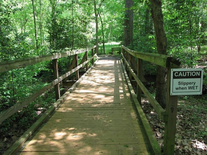 Piney Woods of East Texas (Nacogdoches)