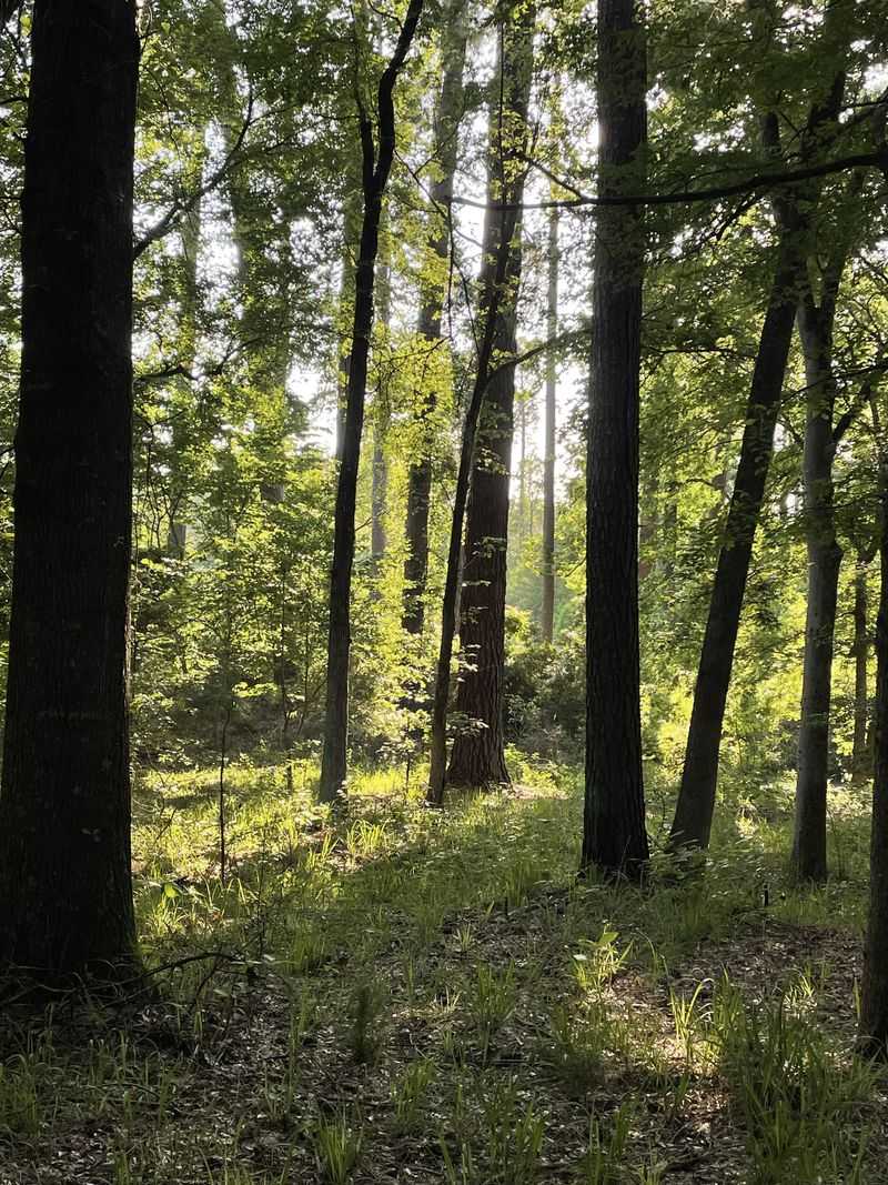 Piney Woods