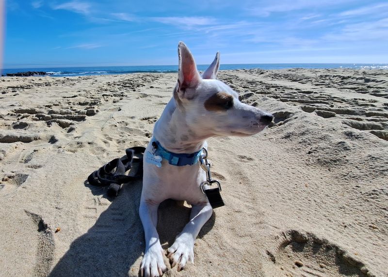 Pitney Avenue Dog Beach in Spring Lake