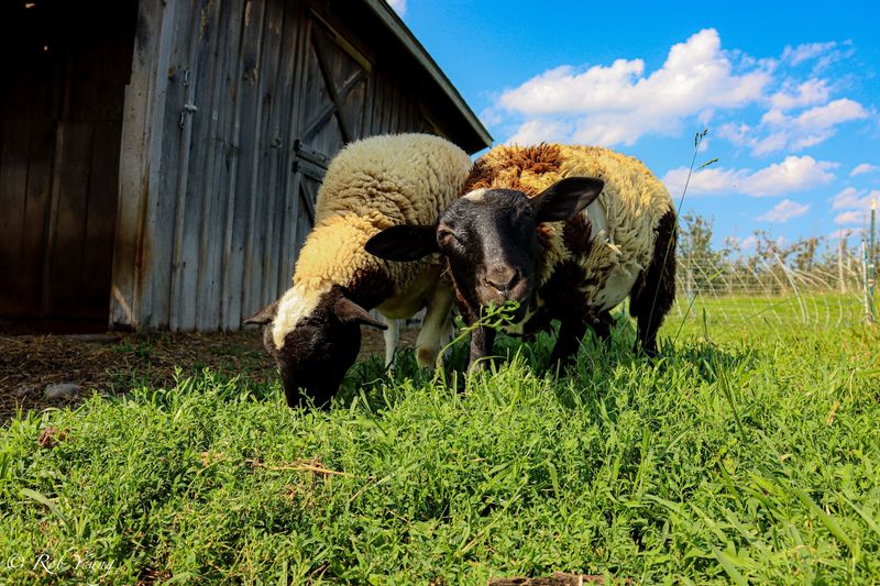 Plan Your Visit For A More Relaxed Farm Day Plan Your Visit For A More Relaxed Farm Day