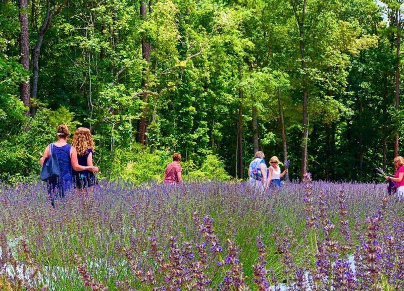Planning Your Own Visit to Lavender Oaks Farm Planning Your Own Visit to Lavender Oaks Farm
