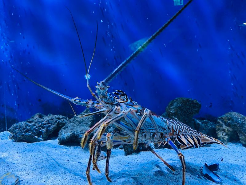 Planning Your Visit to SEA LIFE Michigan in Auburn Hills the Right Way Planning Your Visit to SEA LIFE Michigan in Auburn Hills the Right Way