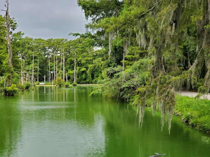 Pontoon Boat Tours Float You Through Nature