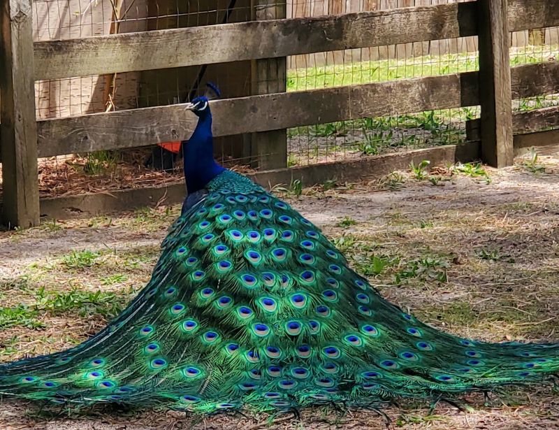 Popcorn Park Animal Refuge - Forked River, New Jersey Popcorn Park Animal Refuge - Forked River, New Jersey