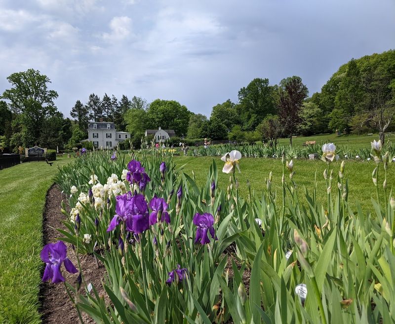 Presby Memorial Iris Gardens - Montclair Presby Memorial Iris Gardens - Montclair