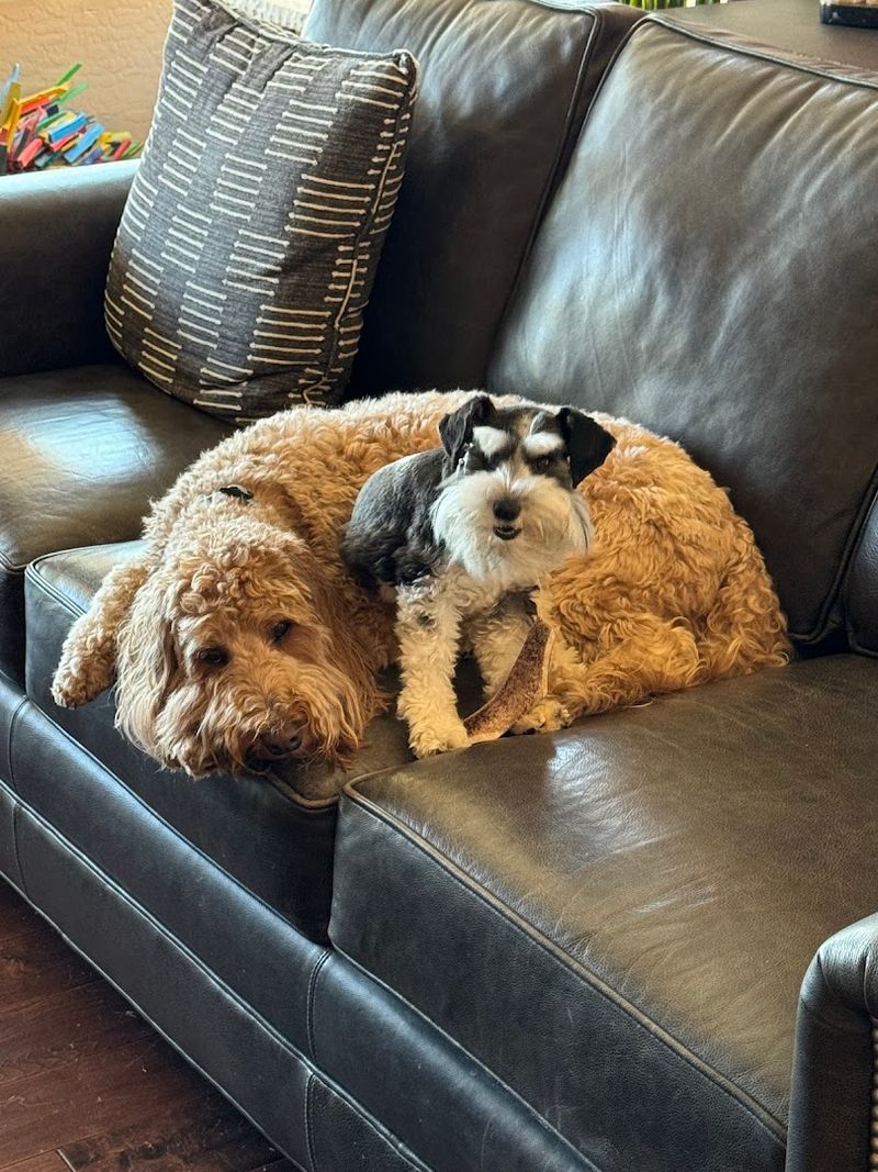 Pups at Play Pups at Play