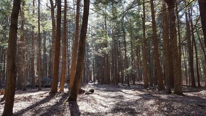 Quiet Forested Slopes Give the Trip Its Peaceful Mood Quiet Forested Slopes Give the Trip Its Peaceful Mood