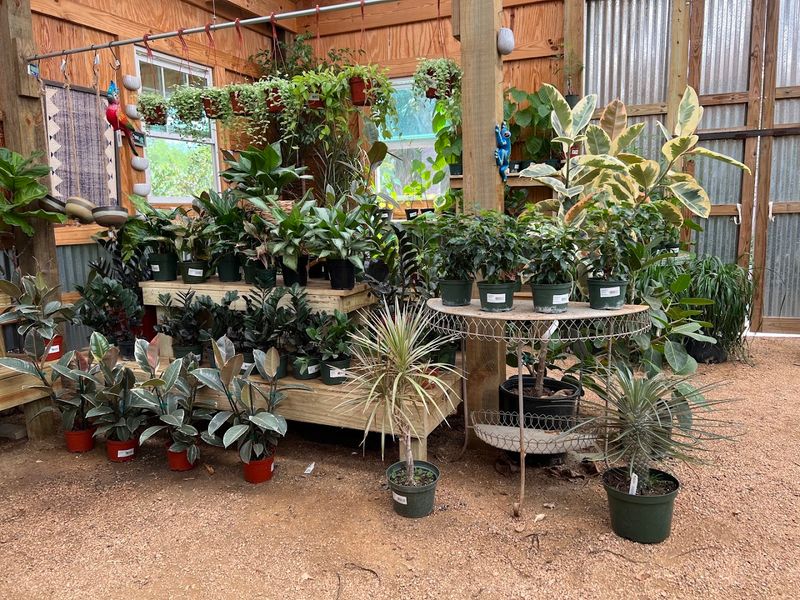 Rare and Hard-to-Find Plant Varieties You Won't See Elsewhere