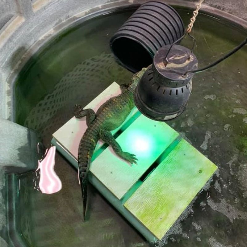Reptiles Surprise First-Time Visitors