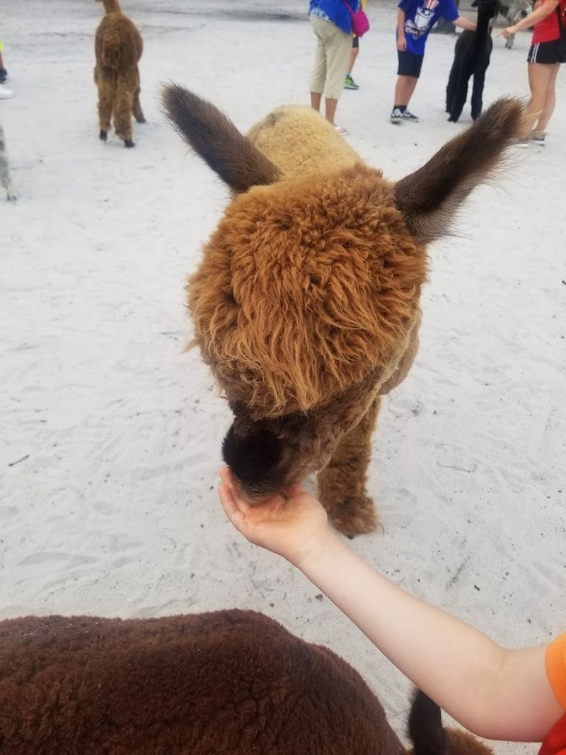 Reservations Keep Every Alpaca Encounter Relaxed Personal and Uncrowded