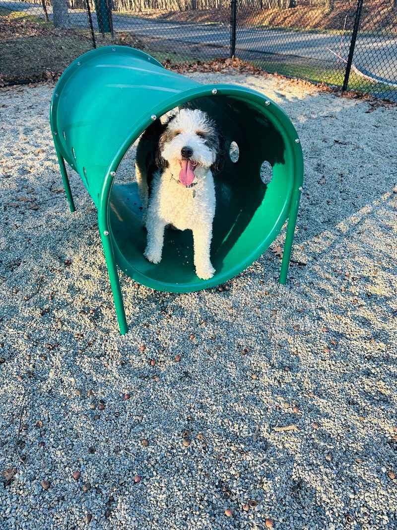 Rifle Camp Park Dog Park — Woodland Park