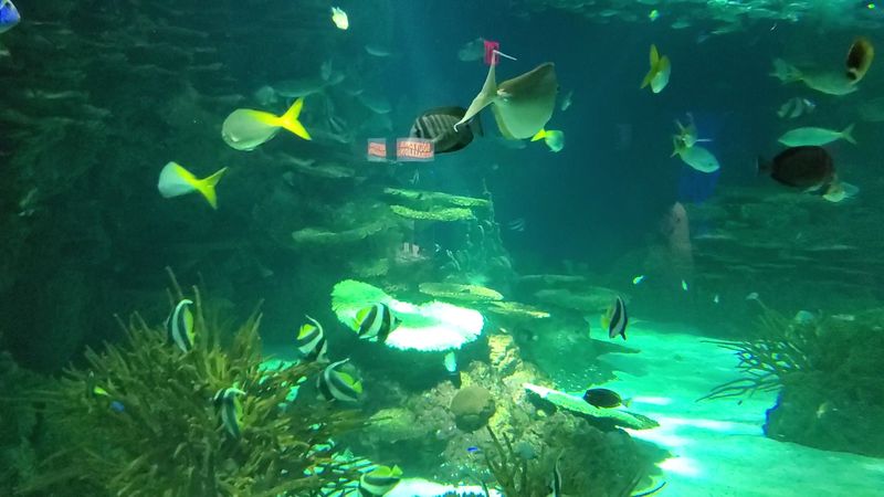 Ripley's Aquarium of the Smokies – Gatlinburg