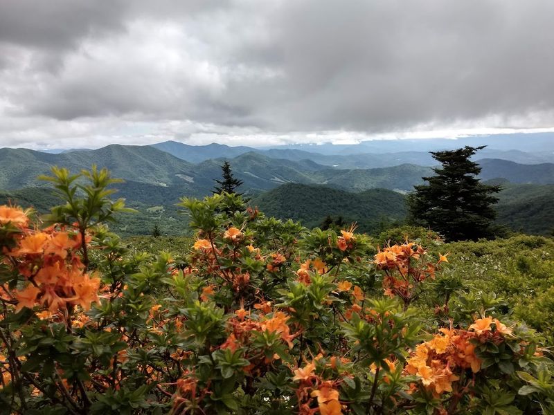 Roan Mountain State Park – Roan Mountain