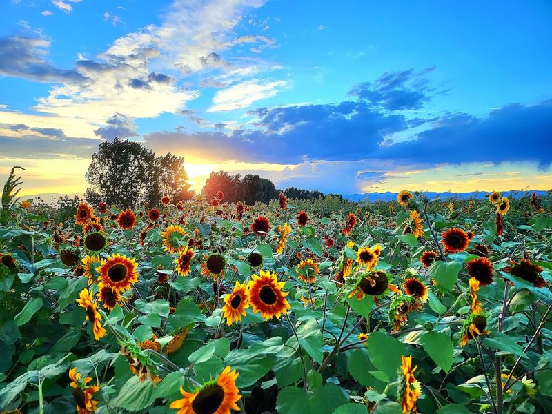 The Best Light Comes Early, and the Farm Knows It The Best Light Comes Early, and the Farm Knows It