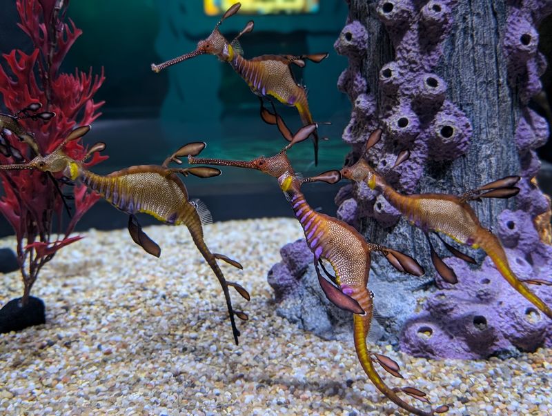 SEA LIFE Kansas City Aquarium