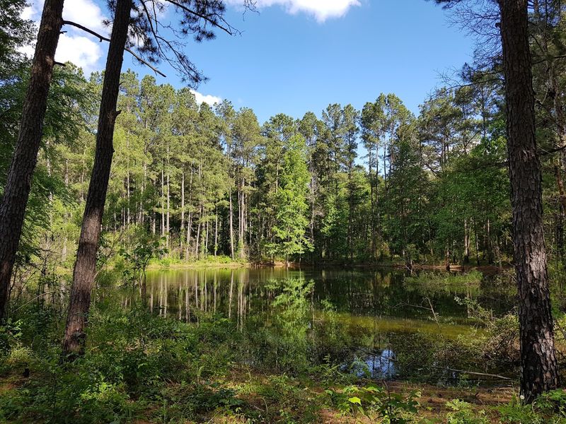 Sam Houston National Forest (New Waverly) Sam Houston National Forest (New Waverly)