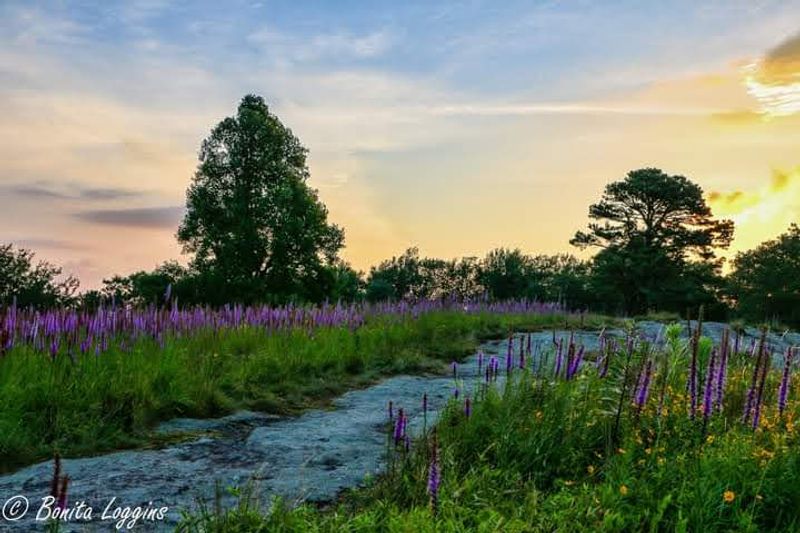 Scenic Pull-Offs and Purple Views