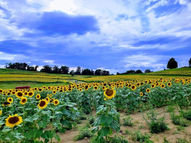 Schwirian Farm Sunflower Fields Schwirian Farm Sunflower Fields