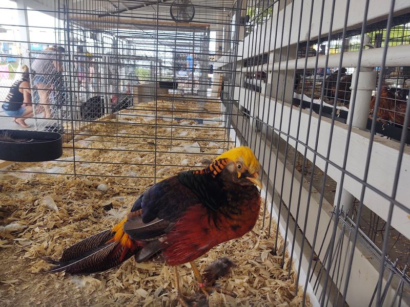 See Prize Animals, Farm Exhibits, And Classic Fair Competitions