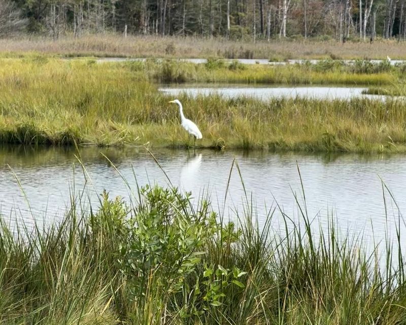 Seven Miles of Easy Trails Wind Through Salt Marsh and Pine Forest Seven Miles of Easy Trails Wind Through Salt Marsh and Pine Forest