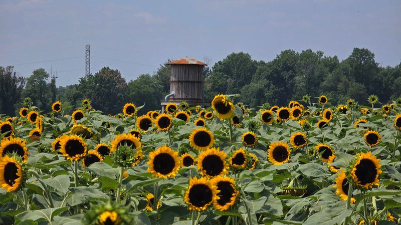 Shady Brook Farm Shady Brook Farm