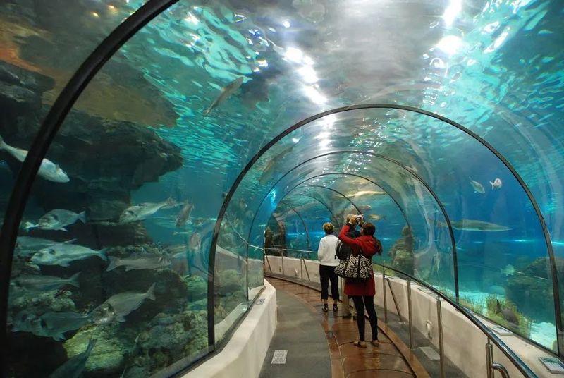 Shark Tunnel Puts You In The Middle Of Ocean Predators Shark Tunnel Puts You In The Middle Of Ocean Predators