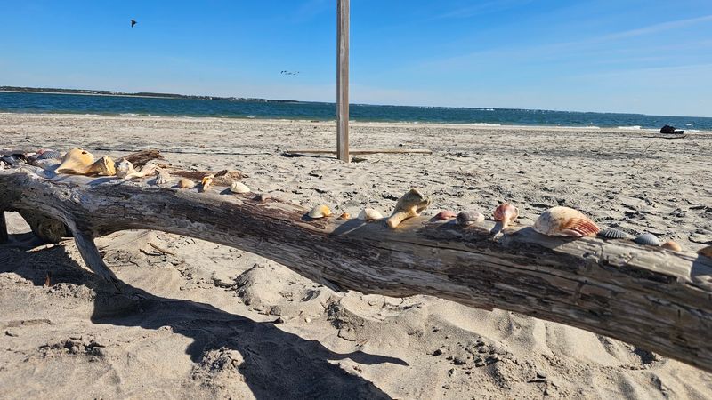 Shelling adds a treasure hunt to the day