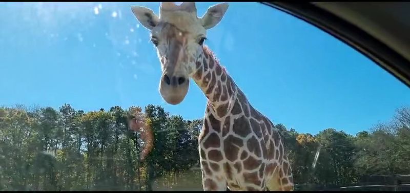 Six Flags Wild Safari - Jackson, New Jersey Six Flags Wild Safari - Jackson, New Jersey