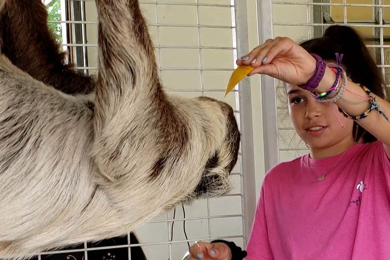 Sloth Encounters Are Pure Magic Sloth Encounters Are Pure Magic