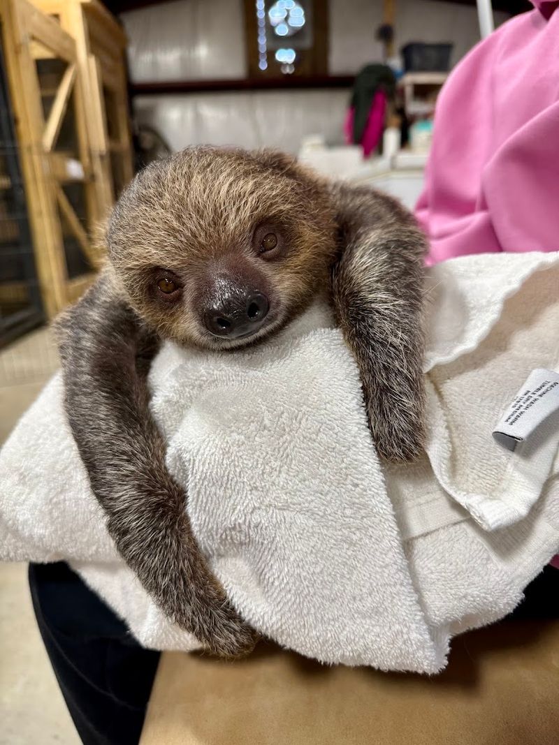 Sloths Bring a Slower Kind of Magic