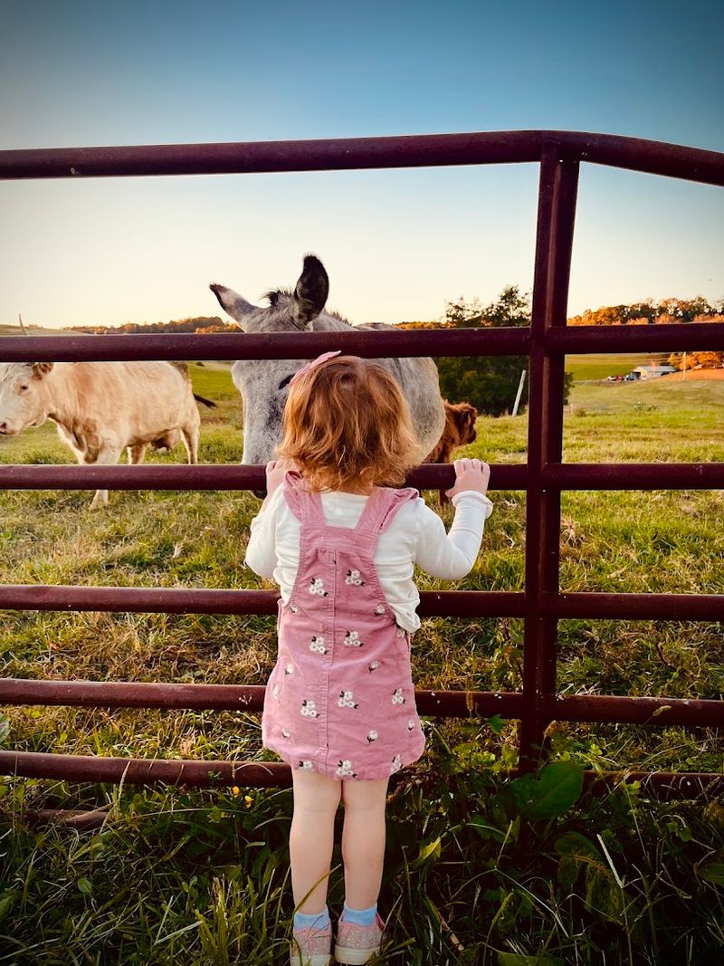Slow Down And Enjoy The Peaceful Farm Setting Slow Down And Enjoy The Peaceful Farm Setting