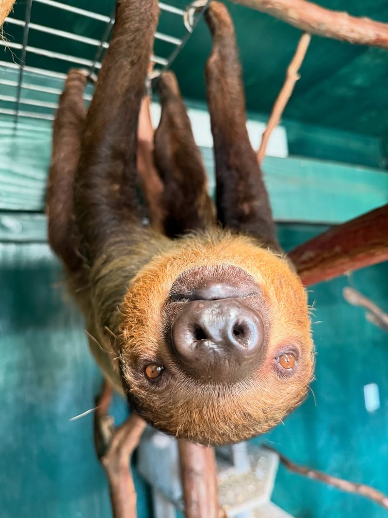 Slow Time With The Sloths Slow Time With The Sloths