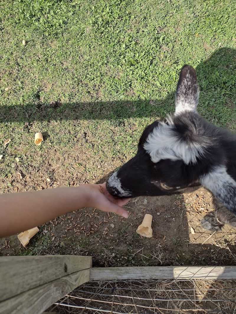 Small animal moments become big family memories