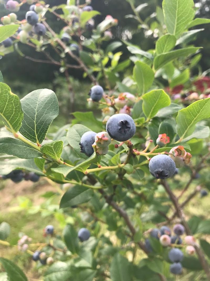 South Haven's Blueberry Belt and the Farms That Feed the Region South Haven's Blueberry Belt and the Farms That Feed the Region