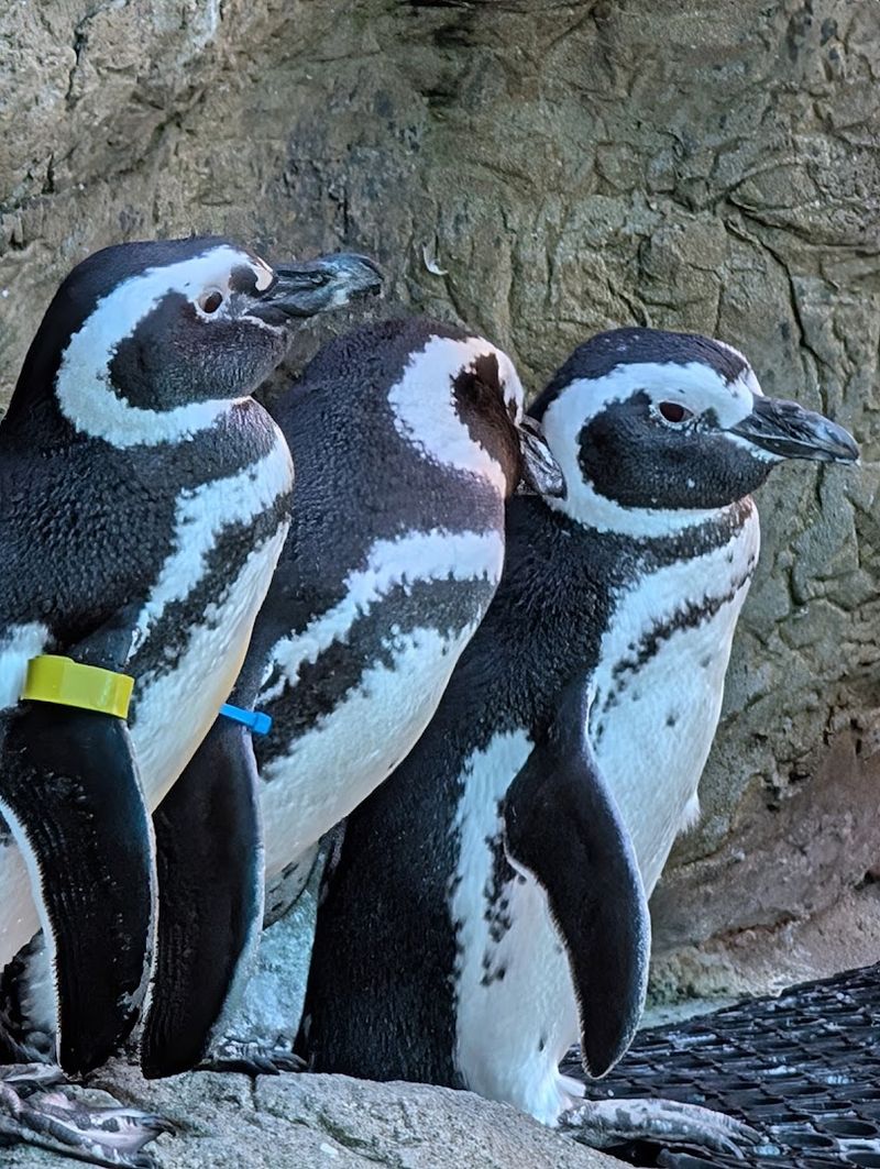 Special Events That Turn a Zoo Trip Into a Full Experience Special Events That Turn a Zoo Trip Into a Full Experience