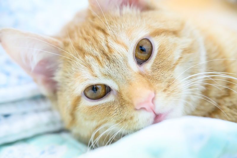 Special needs cats receive the care many shelters cannot provide Special needs cats receive the care many shelters cannot provide
