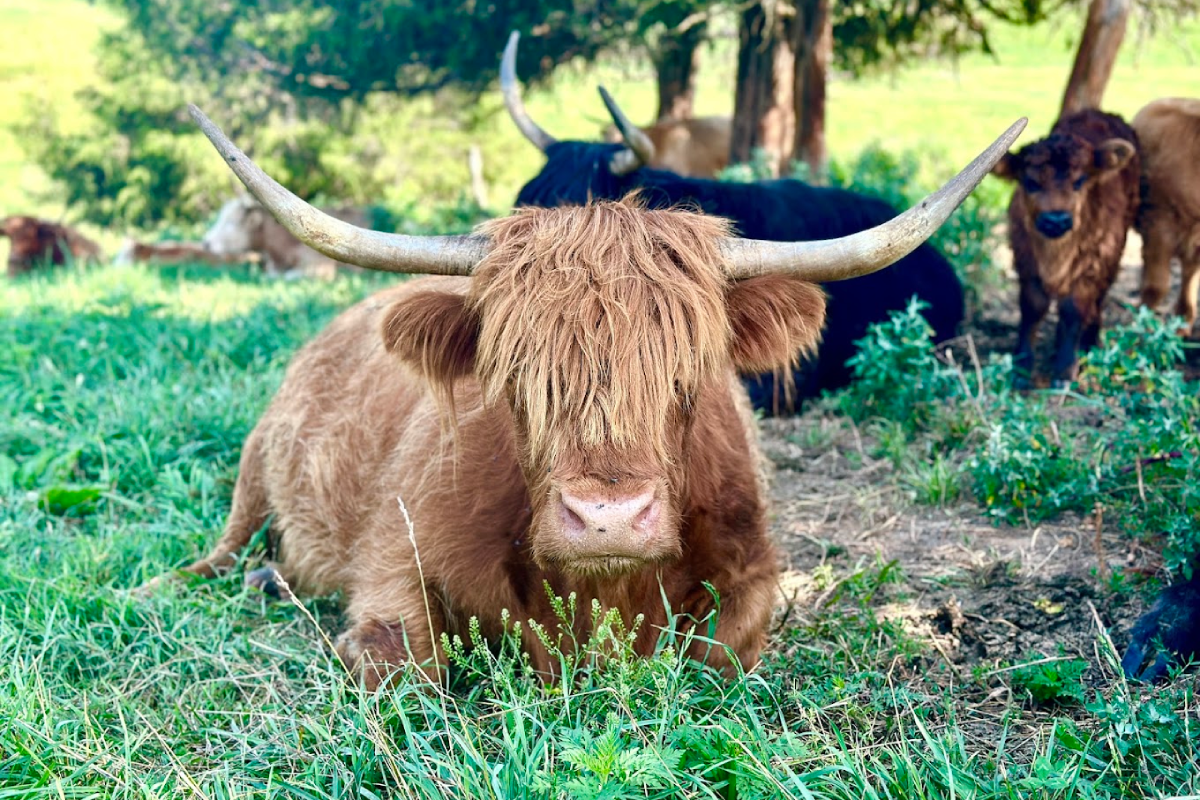 Spend The Day With Gentle Highland Cows At This Hidden Tennessee Farm