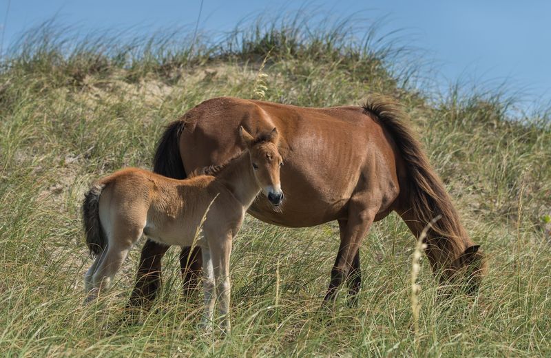 Spotting the wild horses is the main event
