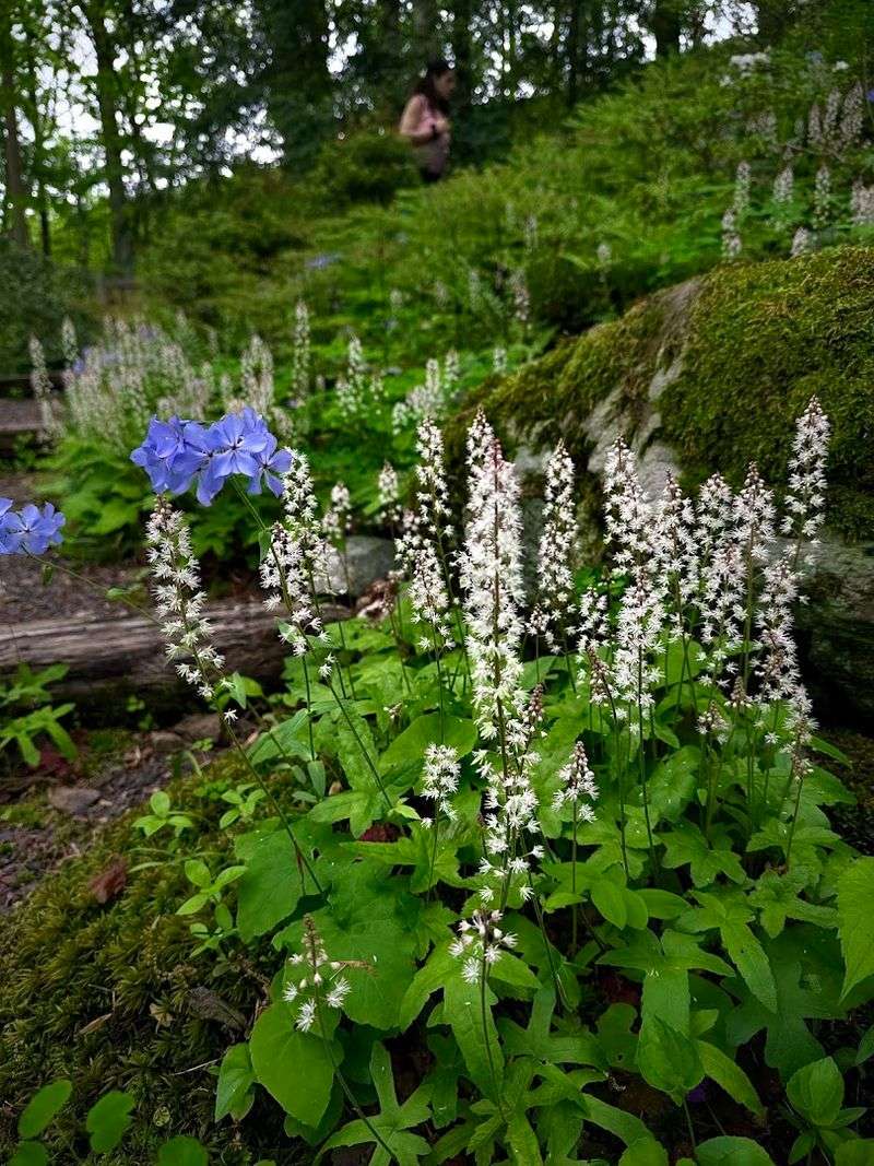 Spring Wildflowers, Azaleas, and Ferns Keep the Landscape Changing With the Seasons
