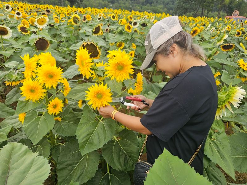 Staggered Plantings Keep the Fields Bright Throughout the Summer