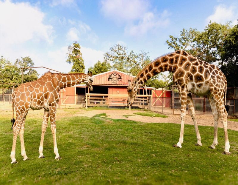 Stay near giraffes at Oak Meadow Ranch Stay near giraffes at Oak Meadow Ranch