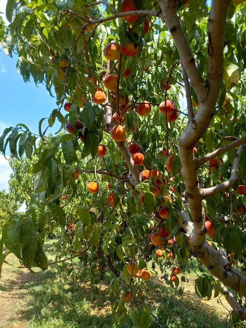 Stone Fruit And Seasonal Variety Keep Every Visit Different Stone Fruit And Seasonal Variety Keep Every Visit Different