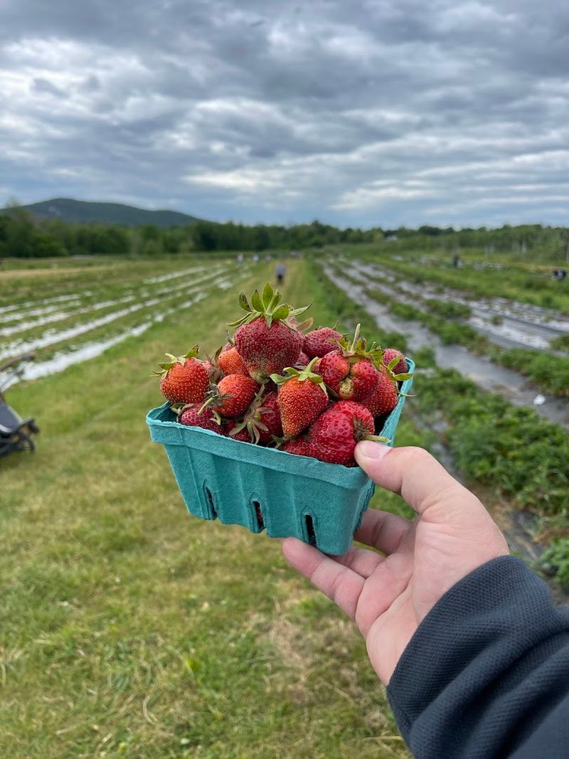 Strawberry Season Brings A Sweeter, Softer Pace Strawberry Season Brings A Sweeter, Softer Pace