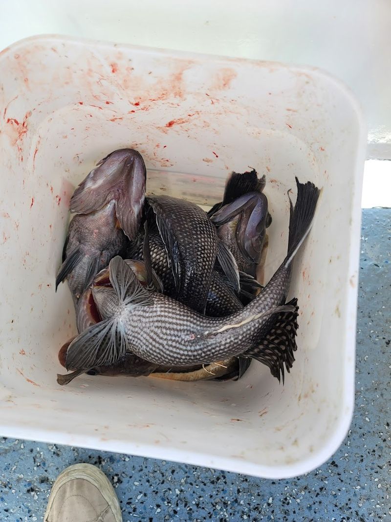 Striped Bass, Fluke, Bluefish and the Catch That Keeps the Day Exciting Striped Bass, Fluke, Bluefish and the Catch That Keeps the Day Exciting