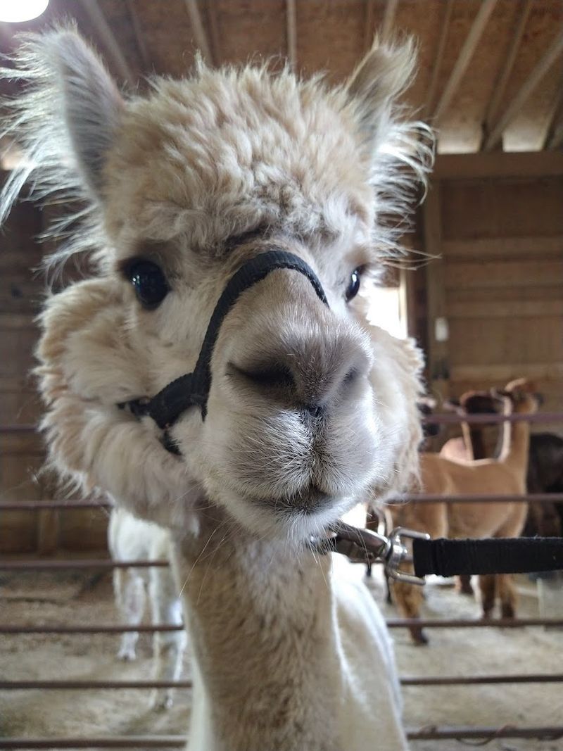 Sunny Meade Alpacas Ltd (Swanton, OH) Sunny Meade Alpacas Ltd (Swanton, OH)