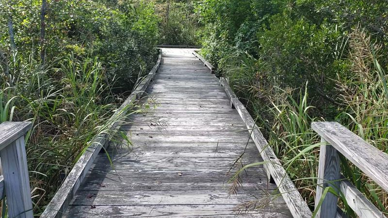 Swamp Trail Boardwalk at Estell Manor County Park — Estell Manor Swamp Trail Boardwalk at Estell Manor County Park — Estell Manor