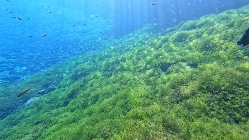 Swimming With Fish And Turtles In A Desert Oasis