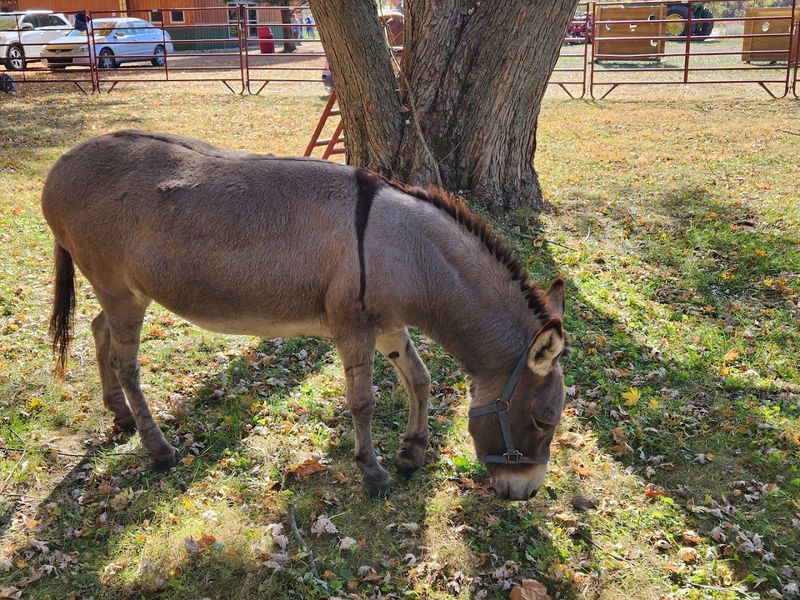 Animals, Wagon Rides, and the Extra Layer Kids Lock Onto Animals, Wagon Rides, and the Extra Layer Kids Lock Onto