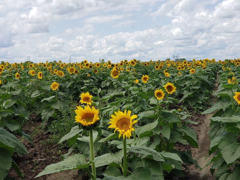 Tuttle Orchards (Greenfield)